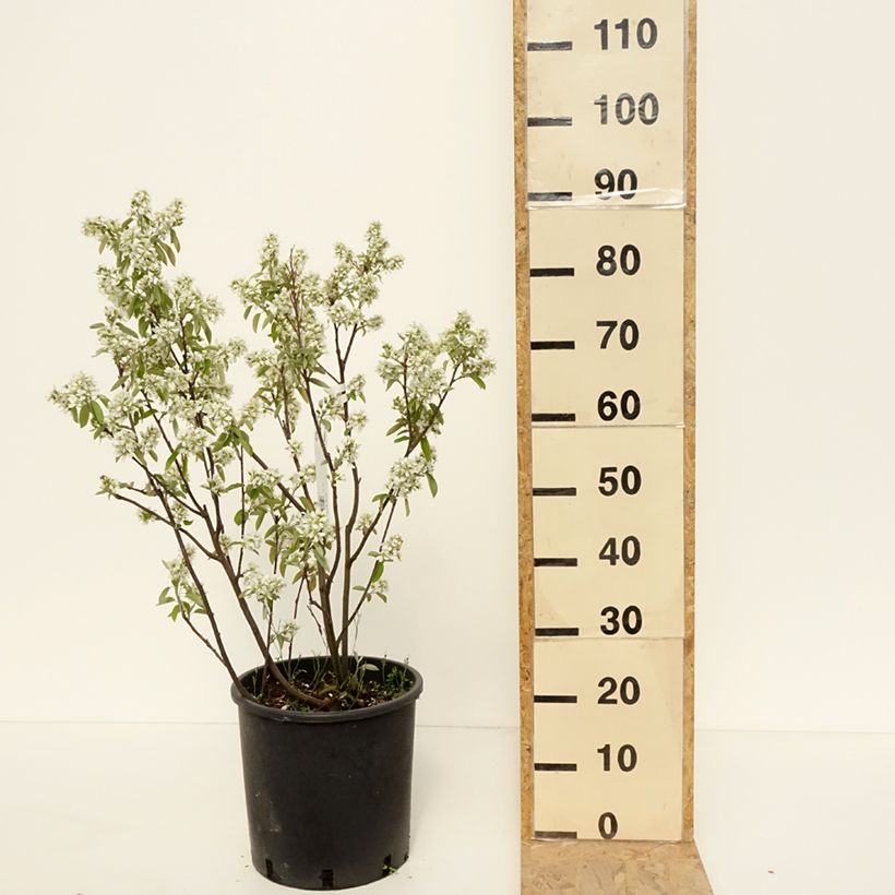 Exemplaar van Krentenboompje Saskatoon Berry Pot van 12 l/15 l zoals geleverd in de lente