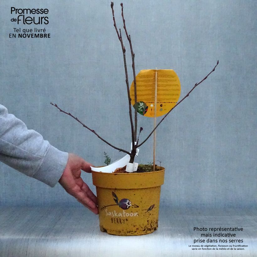 Exemplaar van Krentenboompje Saskatoon Berry Pot van 4 l/5 l zoals geleverd in de herfst