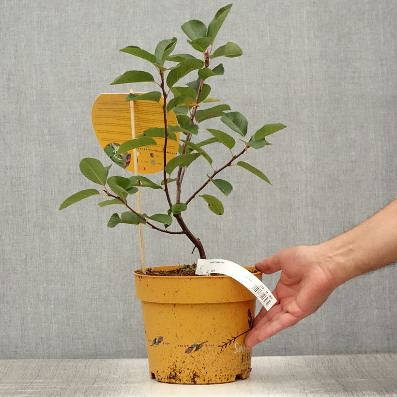 Exemplaar van Krentenboompje Saskatoon Berry Pot van 4 l/5 l zoals geleverd in de zomer