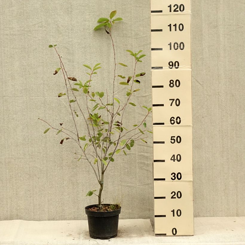 Exemplaar van Amelanchier Ballerina - Krentenboompje Pot van 3 l/4 l zoals geleverd in de zomer