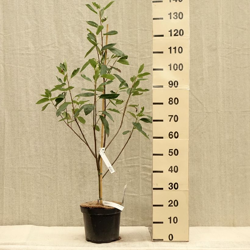 Exemplaar van Amelanchier Ballerina - Krentenboompje Pot van 7,5 l/10 l zoals geleverd in de herfst