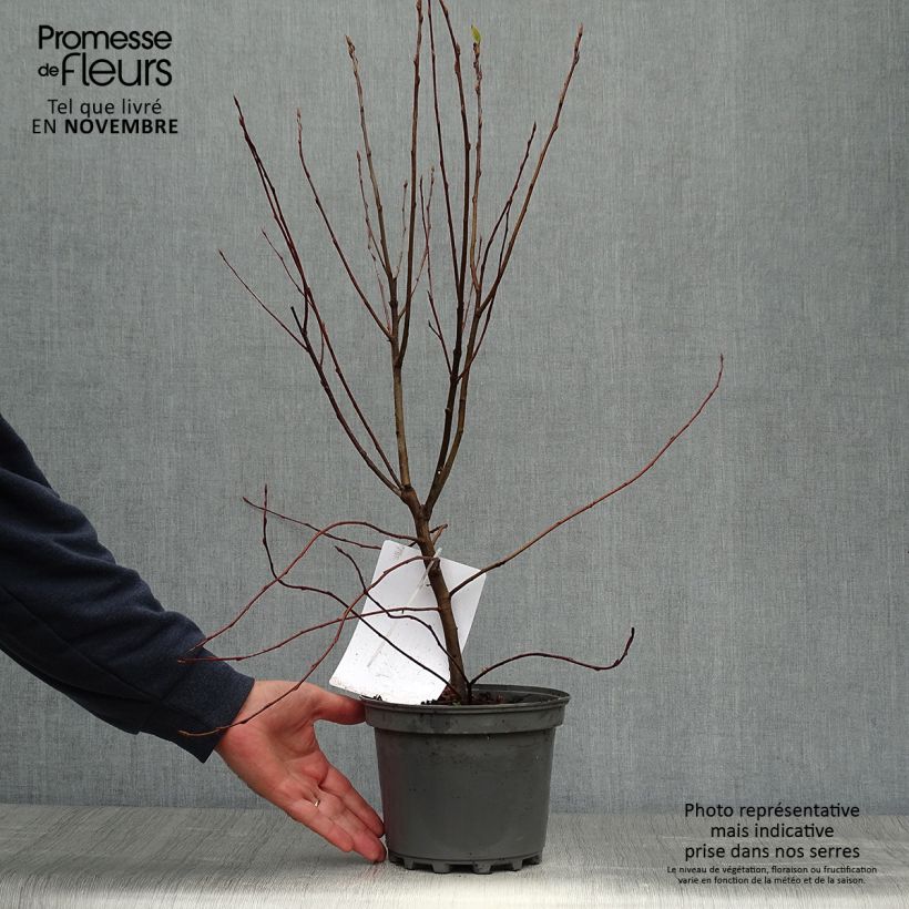Exemplaar van Amelanchier canadensis - Canadees krentenboompje Pot van 2 l/3 l zoals geleverd in de herfst
