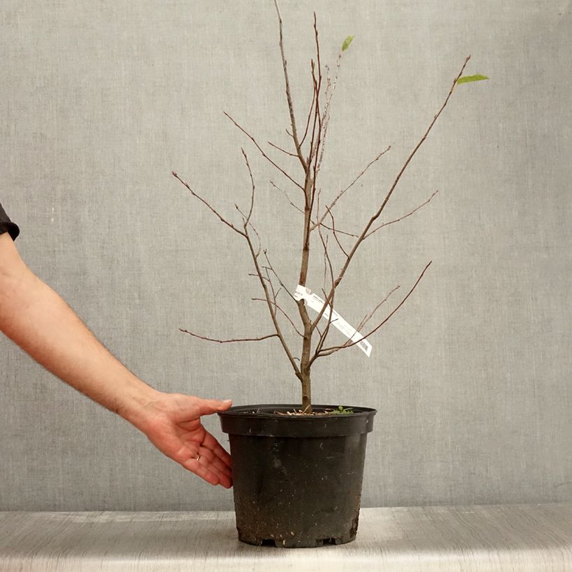 Exemplaar van Amelanchier canadensis - Canadees krentenboompje Pot van 7,5 l/10 l zoals geleverd in de herfst