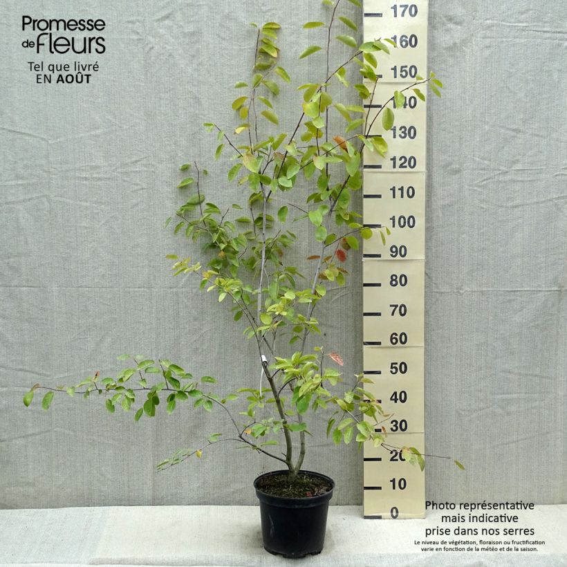 Exemplaar van Amelanchier canadensis - Canadees krentenboompje Pot van 7,5 l/10 l zoals geleverd in de zomer