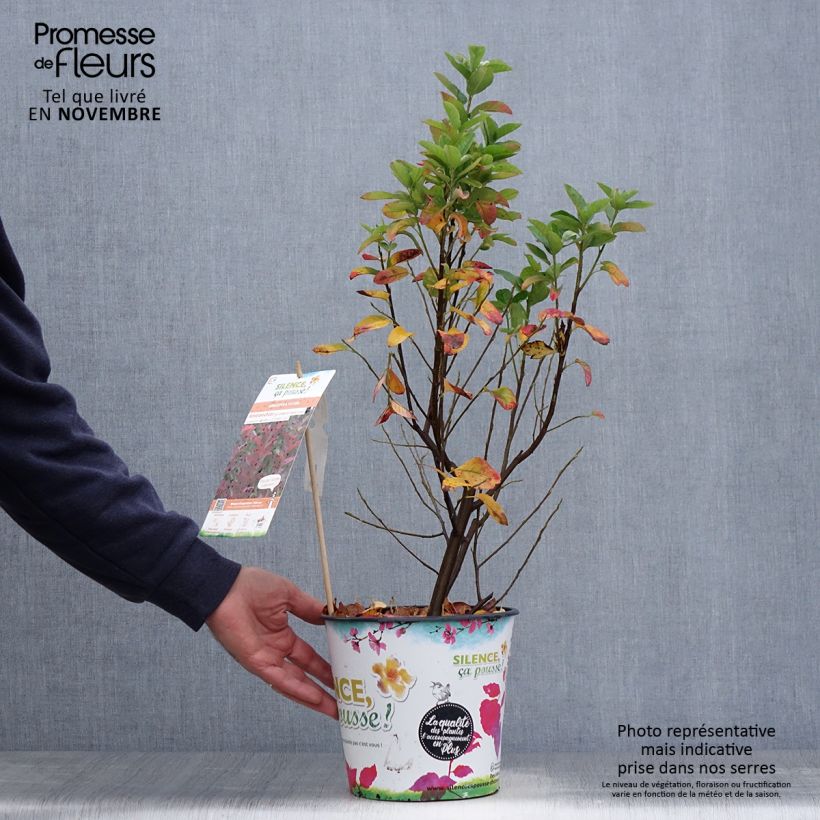 Exemplaar van Amelanchier canadensis October Flame - Canadees krentenboompje Pot van 4 l/5 l zoals geleverd in de herfst