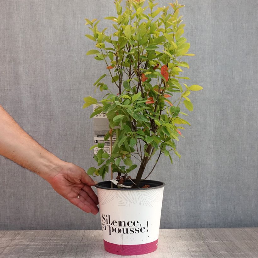 Exemplaar van Amelanchier canadensis October Flame - Canadees krentenboompje Pot van 4 l/5 l zoals geleverd in de zomer