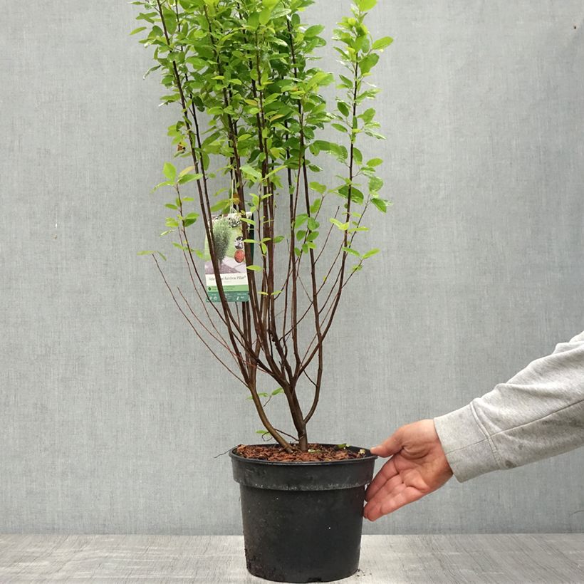 Exemplaar van Amelanchier Rainbow Pillar - Canadees krentenboompje Pot van 4 l/5 l zoals geleverd in de lente