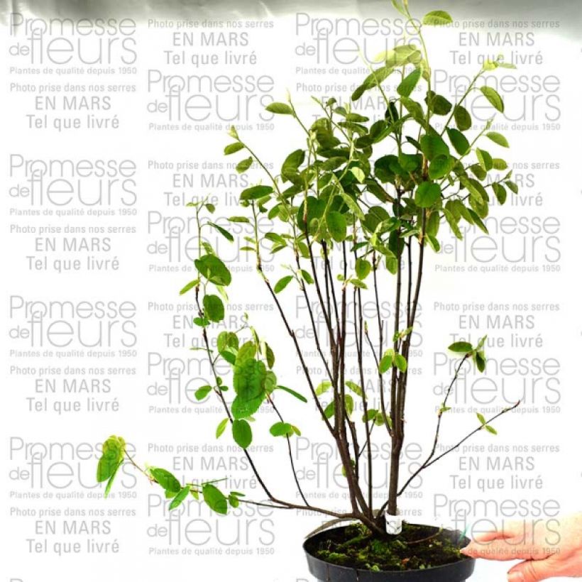 Voorbeeld van een exemplaar van Amélanchier en épis - Amelanchier spicata Pot de 3L/4L zoals geleverd