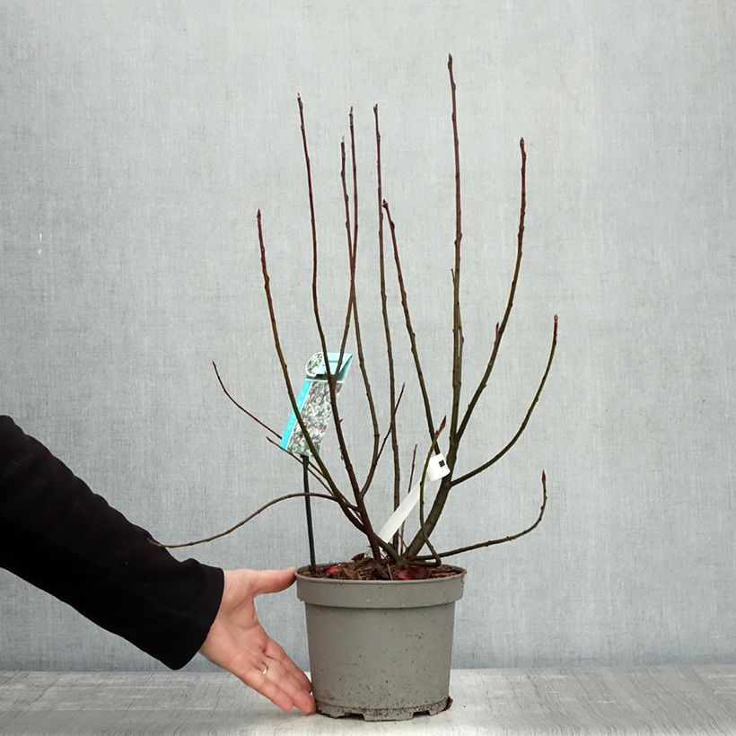 Exemplaar van Amelanchier spicata - Krentenboompje Pot van 3 l/4 l zoals geleverd in de herfst
