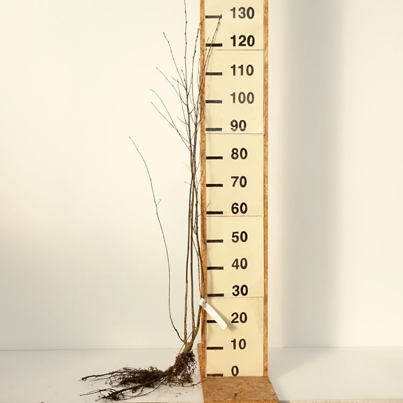 Exemplaar van Amelanchier spicata - Krentenboompje Naakte wortel zoals geleverd in de winter