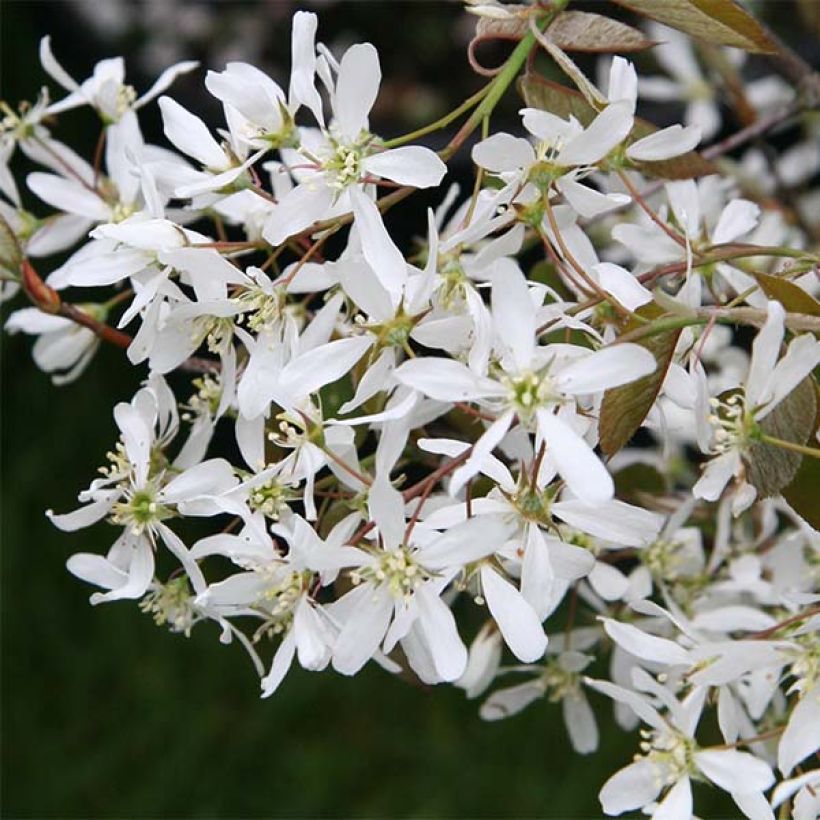 Amelanchier lamarckii - Amerikaans krentenboompje (Bloei)