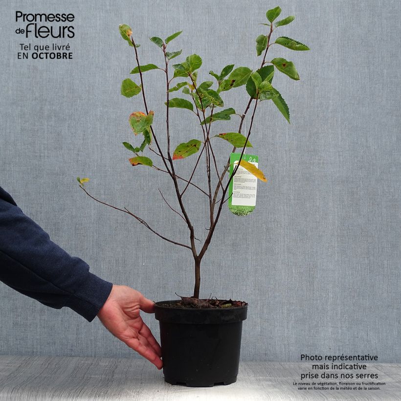 Exemplaar van Amelanchier lamarckii - Amerikaans krentenboompje Pot van 3 l/4 l zoals geleverd in de herfst