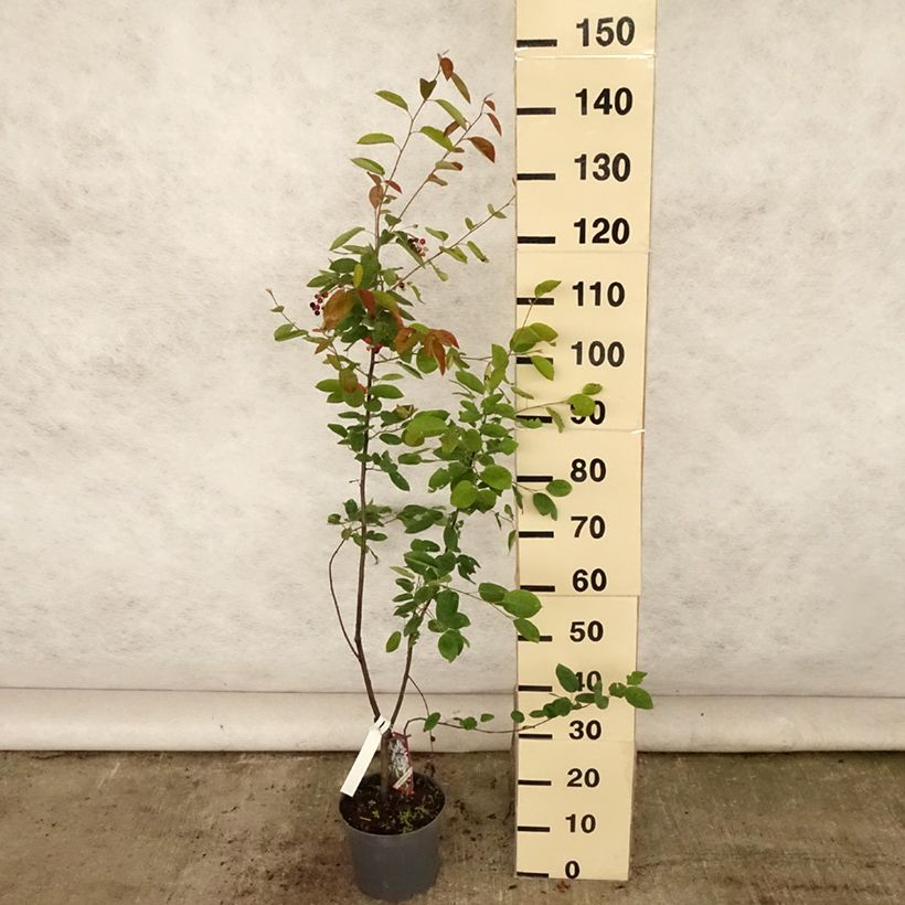 Exemplaar van Amelanchier lamarckii - Amerikaans krentenboompje Pot van 3 l/4 l zoals geleverd in de zomer