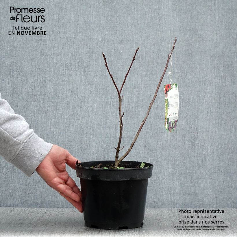 Exemplaar van Amelanchier alnifolia Smoky - Krentenboompje Pot van 2 l/3 l zoals geleverd in de herfst