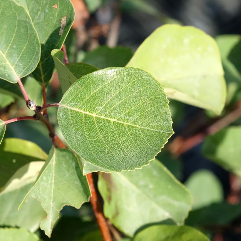 Amelanchier alnifolia Smoky - Krentenboompje (Blad)