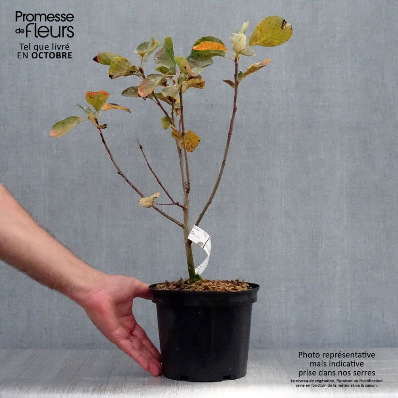 Exemplaar van Amelanchier alnifolia Thiessen - Krentenboompje Pot van 2 l/3 l zoals geleverd in de herfst