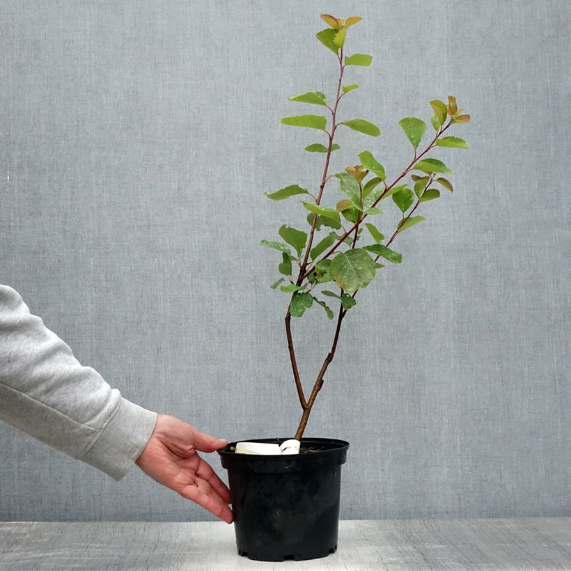 Exemplaar van Amelanchier alnifolia Thiessen - Krentenboompje Pot van 2 l/3 l zoals geleverd in de zomer