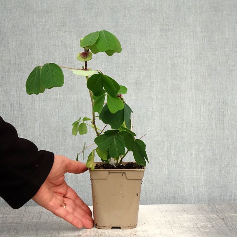 Exemplaar van Amicia - Amicia Pot van 1 l/1,5 l zoals geleverd in de lente