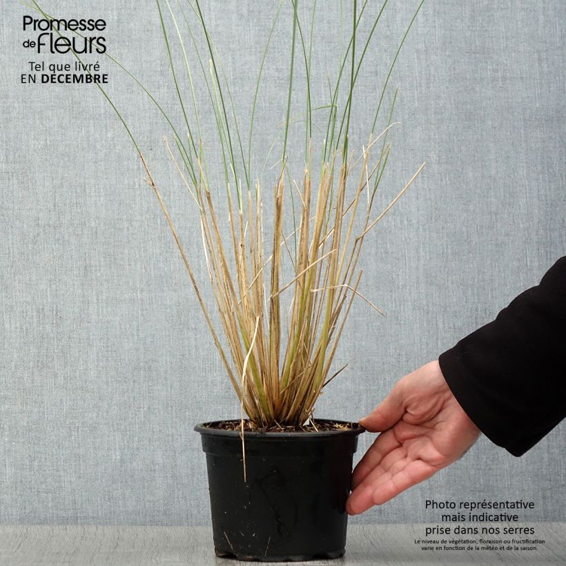 Exemplaar van Ammophila arenaria - Helmgras Pot van 2 l/3 l zoals geleverd in de herfst