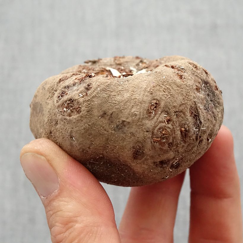 Exemplaar van Amorphophallus bulbifer - Voodoolelie Bol kaliber 18+ zoals geleverd in de lente