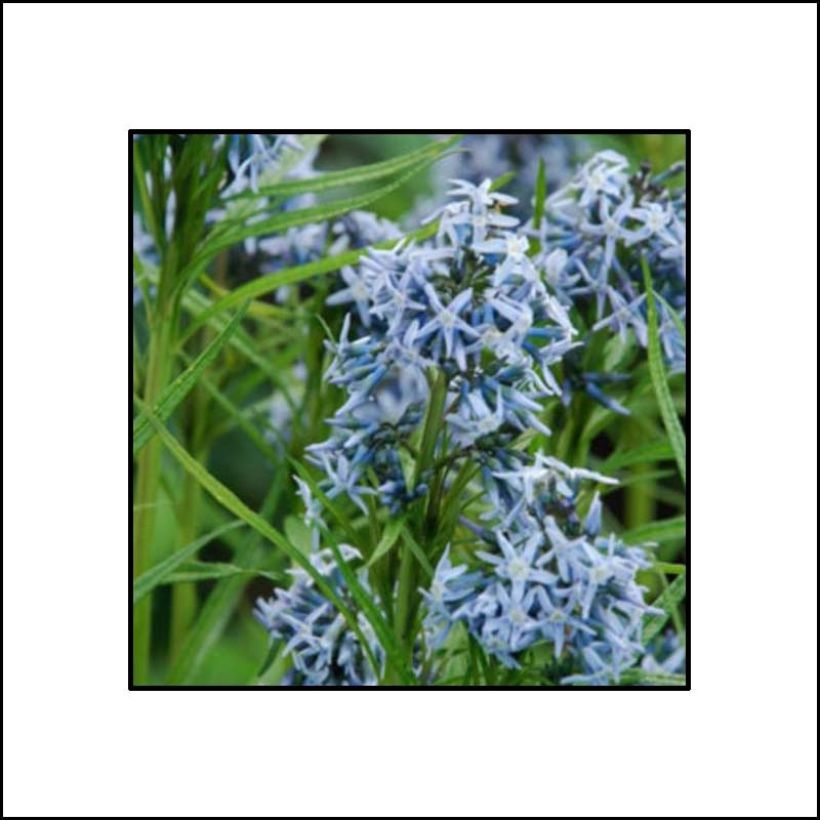 Amsonia Ernst Pagels - Blauwe ster (Bloei)
