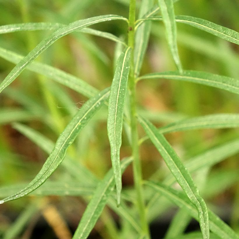 Amsonia Ernst Pagels - Blauwe ster (Blad)