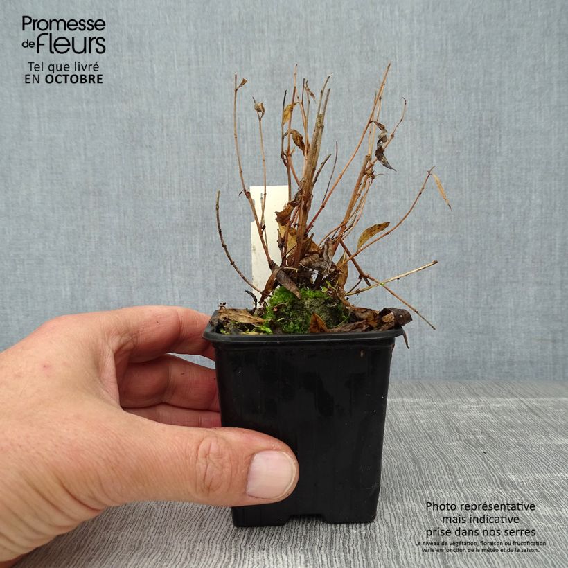 Exemplaar van Amsonia Blue Ice - Blauwe ster Kweekpotje van 8/9 cm zoals geleverd in de herfst