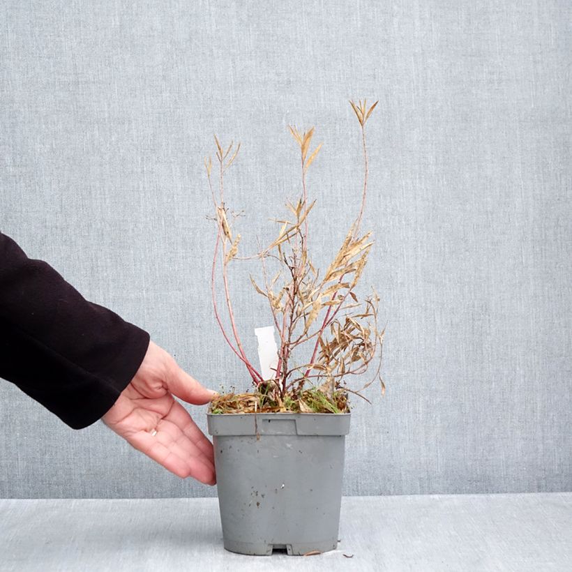 Exemplaar van Amsonia Blue Ice - Blauwe ster Pot van 2 l/3 l zoals geleverd in de herfst