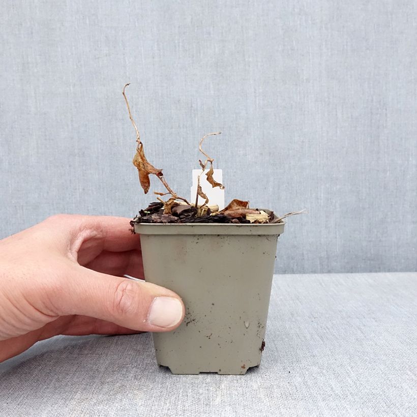 Exemplaar van Amsonia tabernaemontana Storm Cloud - Blauwe ster Kweekpotje van 8/9 cm zoals geleverd in de lente