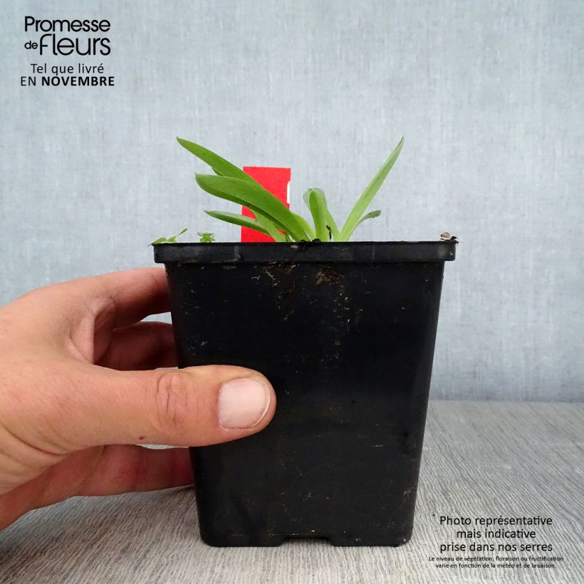 Exemplaar van Anacamptis sancta, Orchis sacré - Orchidée vivace Pot de 1,5L/2L zoals geleverd in de herfst