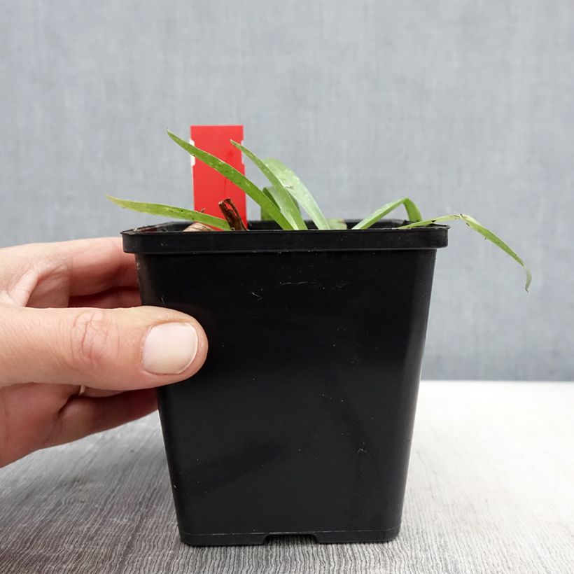 Exemplaar van Anacamptis sancta - Heilige orchis Pot van 1,5 l/2 l zoals geleverd in de lente