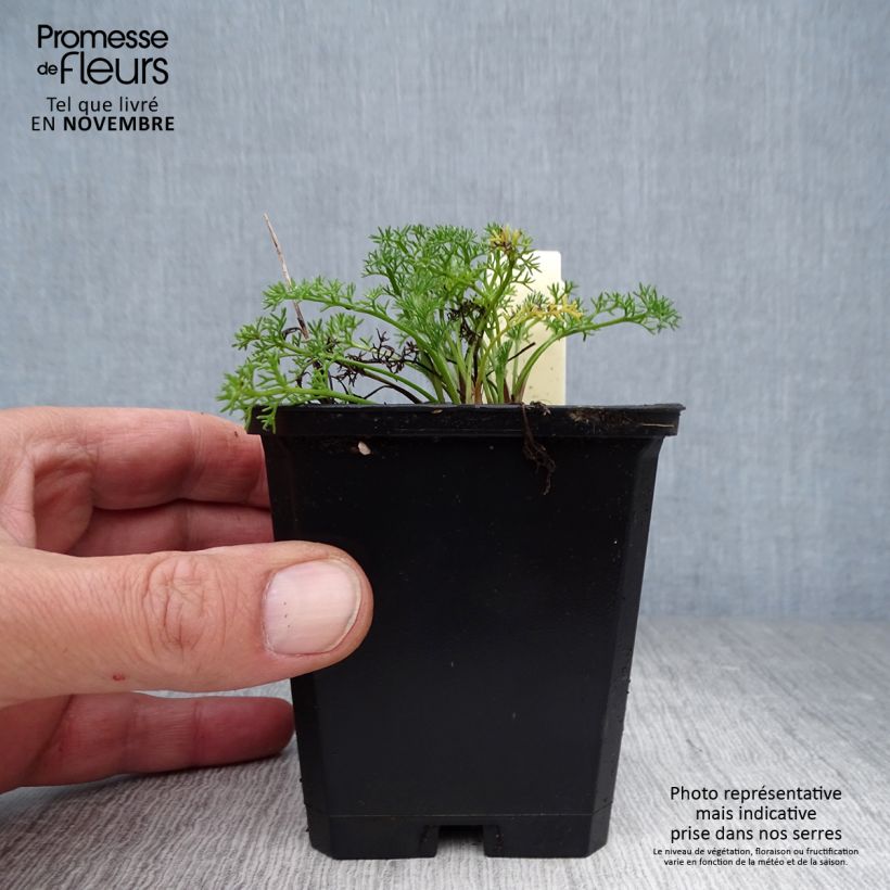 Exemplaar van Anacyclus pyrethrum var. depressus - Marokkaanse kamille Kweekpotje van 8/9 cm zoals geleverd in de herfst