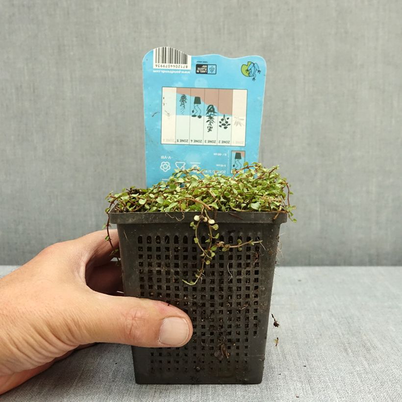 Exemplaar van Anagallis tenella - Teer guichelheil Pot van 1 l/1,5 l zoals geleverd in de zomer