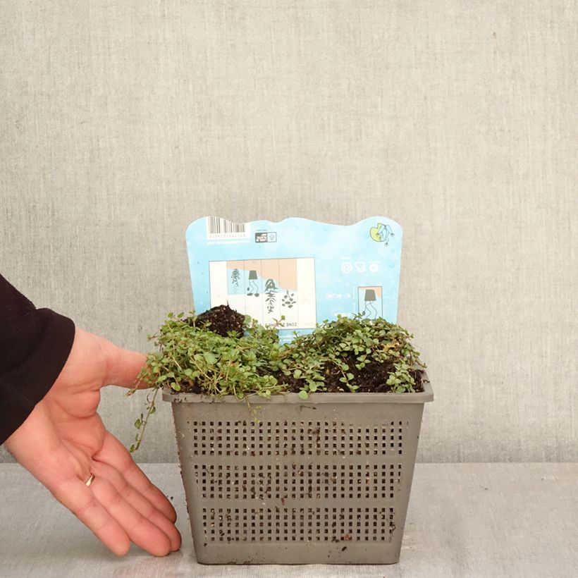 Exemplaar van Anagallis tenella - Teer guichelheil Pot van 1 l/1,5 l zoals geleverd in de lente