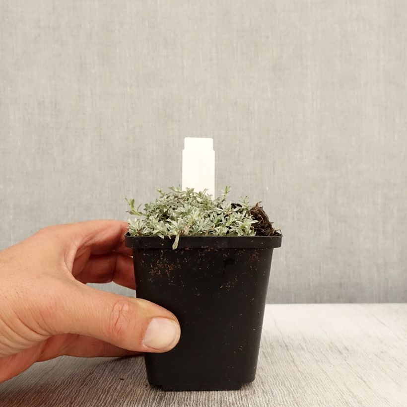Exemplaar van Anaphalis alpicola - Witte knoop Kweekpotje van 8/9 cm zoals geleverd in de herfst