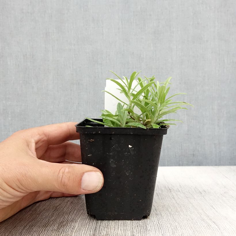 Exemplaar van Anaphalis margaritacea Neuschnee - Witte knoop Kweekpotje van 8/9 cm zoals geleverd in de herfst