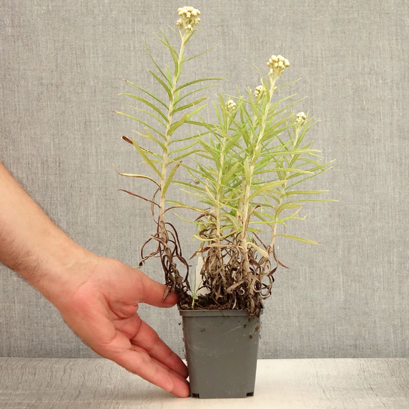 Exemplaar van Anaphalis margaritacea Neuschnee - Witte knoop Kweekpotje van 8/9 cm zoals geleverd in de zomer