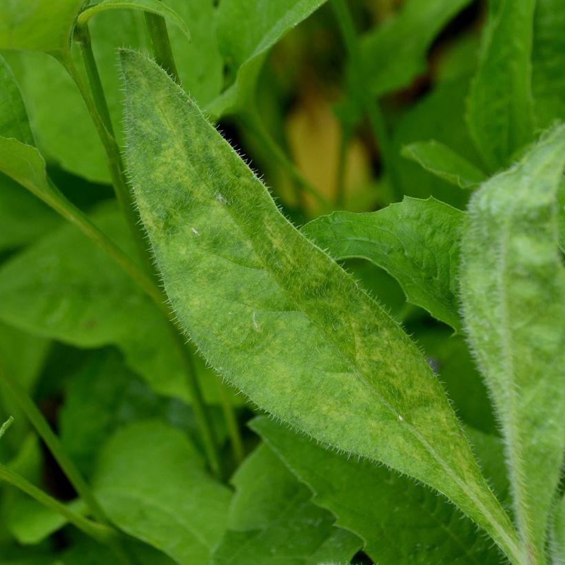 Anchusa azurea Loddon Royalist - Italiaanse ossentong (Blad)