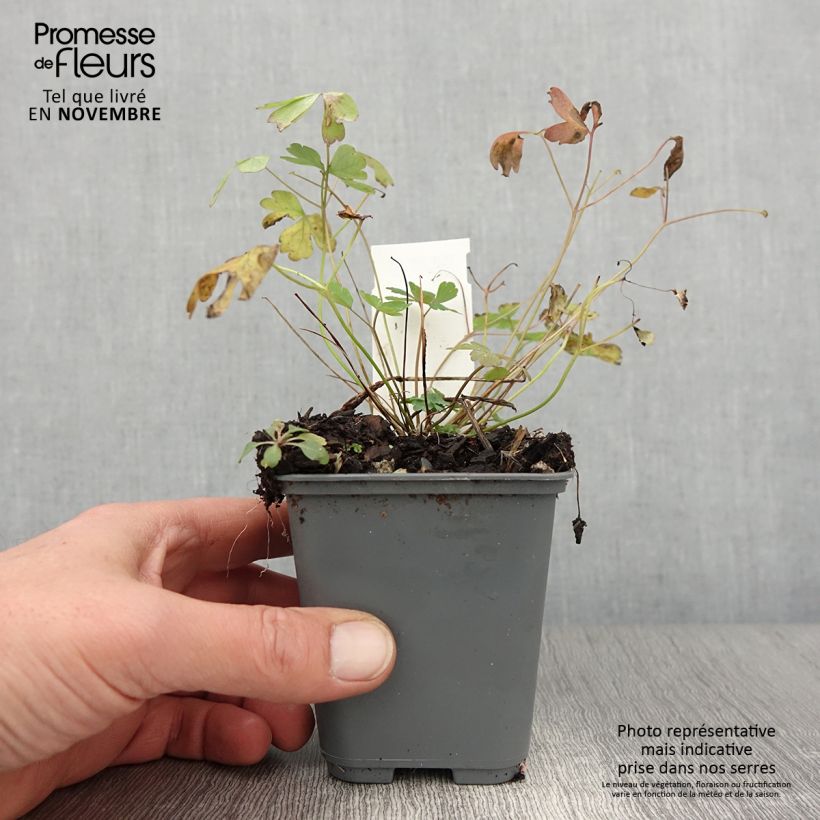 Exemplaar van Akelei roze Rose Queen - Aquilegia caerulea Kweekpotje van 8/9 cm zoals geleverd in de herfst