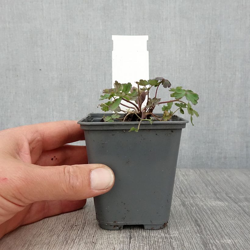 Exemplaar van Akelei roze Rose Queen - Aquilegia caerulea Kweekpotje van 8/9 cm zoals geleverd in de lente