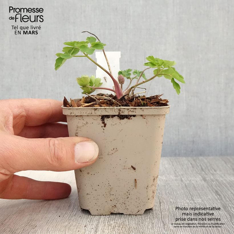 Exemplaar van Akelei Clementine Blue - Aquilegia vulgaris Kweekpotje van 8/9 cm zoals geleverd in de lente