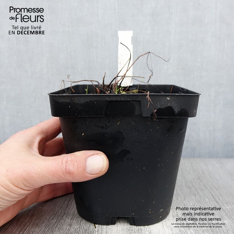 Exemplaar van Aquilegia alpina - Alpenakelei Pot van 2 l/3 l zoals geleverd in de herfst