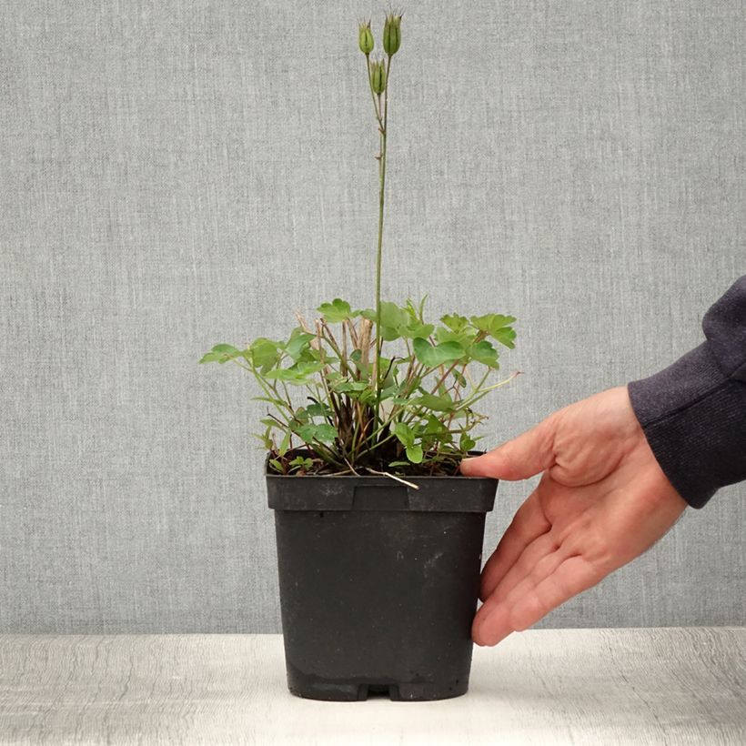 Exemplaar van Aquilegia alpina - Alpenakelei Pot van 2 l/3 l zoals geleverd in de zomer