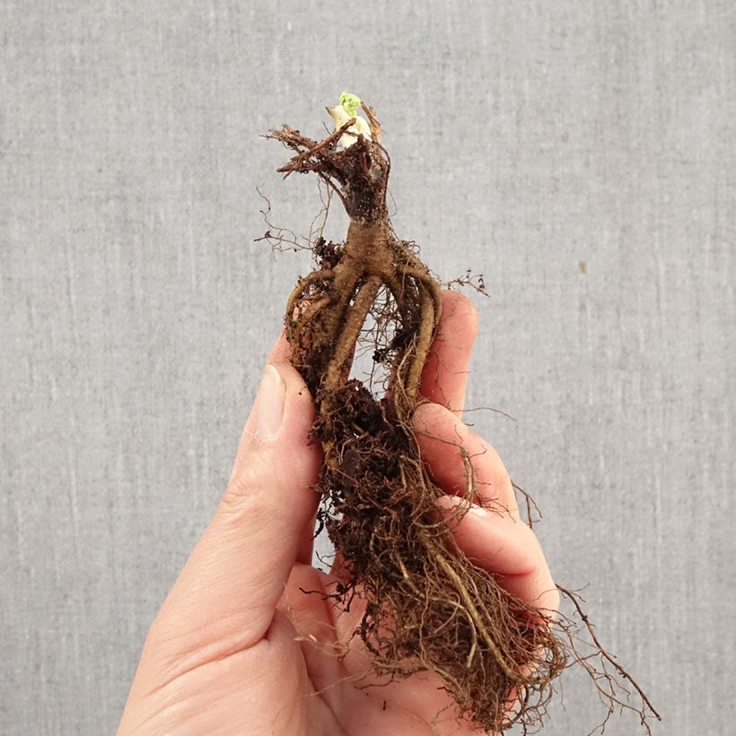 Exemplaar van Aquilegia alpina - Alpenakelei Naakte wortel zoals geleverd in de winter