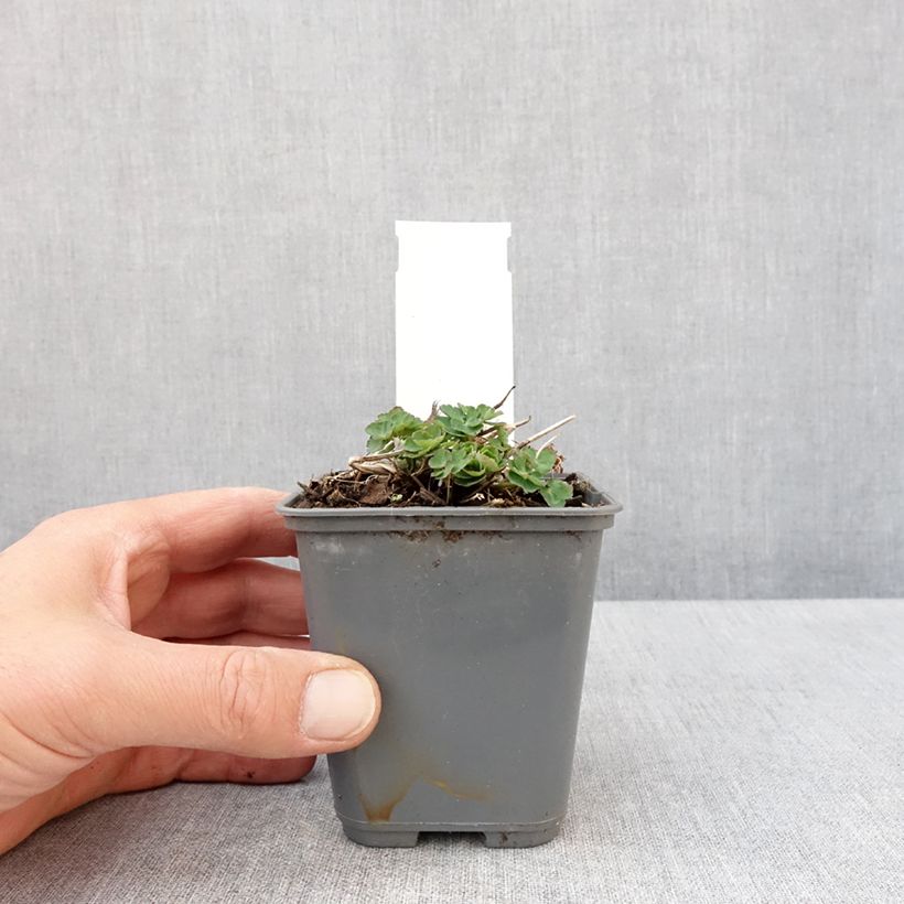 Exemplaar van Akelei Winky White and White - Aquilegia vulgaris Kweekpotje van 8/9 cm zoals geleverd in de lente