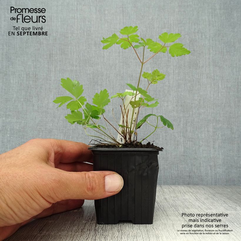 Exemplaar van Aquilegia canadensis - Canadese akelei Kweekpotje van 8/9 cm zoals geleverd in de herfst
