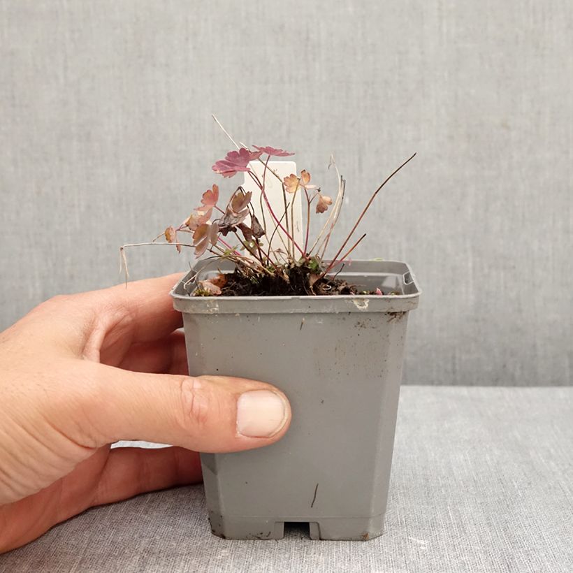 Exemplaar van Canadese akelei Little Lanterns - Aquilegia canadensis Kweekpotje van 8/9 cm zoals geleverd in de herfst