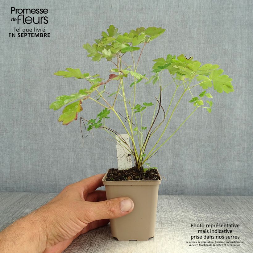 Exemplaar van Canadese akelei Little Lanterns - Aquilegia canadensis Kweekpotje van 8/9 cm zoals geleverd in de zomer