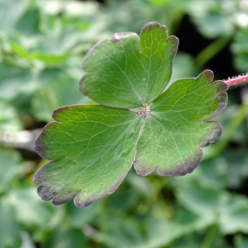 Akelei Blue Barlow - Aquilegia vulgaris (Blad)