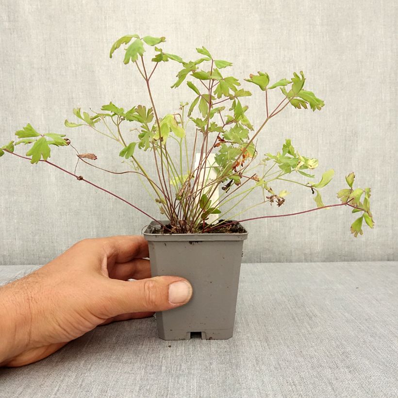 Exemplaar van Aquilegia x hybrida Mac Kana - Akelei Kweekpotje van 8/9 cm zoals geleverd in de zomer